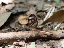 Papillon aux ailes transparentes - Costa Rica